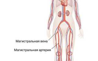 Что такое магистральная артерия и как она работает