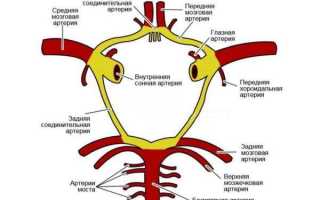 Анатомия и варианты строения виллизиева круга