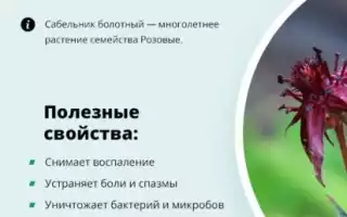 Полезные свойства болотного сабельника