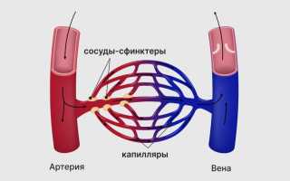 Крупные сосуды — строение и функции