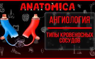 Основные кровеносные сосуды человека