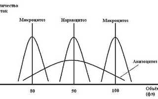 Нормоцитоз — что это и как влияет на здоровье