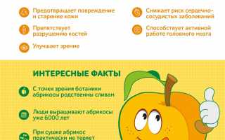 Полезные свойства абрикоса — богатый состав витаминов и микроэлементов