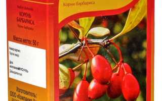 Корень барбариса — польза и вред для здоровья