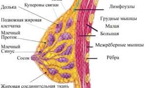 УЗИ для диагностики молочных желёз