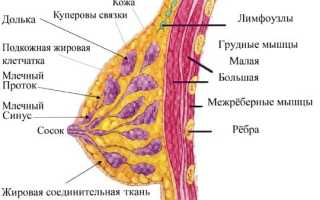 УЗИ для диагностики молочных желёз