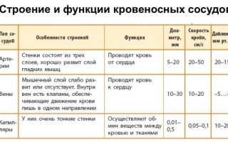 Функции кровеносных сосудов в организме человека