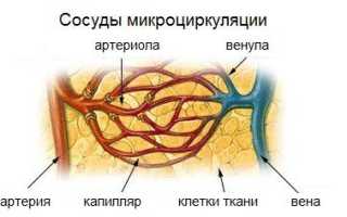 Что такое капилляр — краткое объяснение