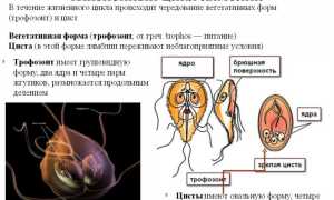 Что такое L. intestinalis и почему это важно знать