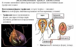 Что такое L. intestinalis и почему это важно знать