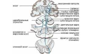 Строение и функции экстрапирамидной системы