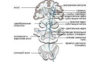 Строение и функции экстрапирамидной системы