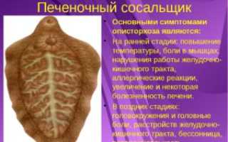 Как печеночный сосальщик проникает в организм