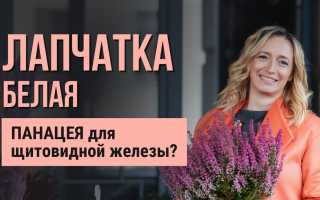 Лапчатка Белая — Описание, Свойства и Применение