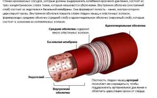 Ткань, формирующая стенки кровеносных сосудов