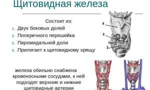 Опасна ли аденома щитовидной железы и способы ее лечения