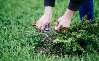 Как правильно обрабатывать траву после полива