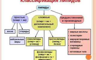 Что такое липиды и их роль в организме