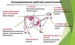 Микотоксикозы: что это такое и как они влияют на наше здоровье