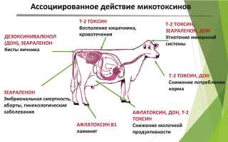 Микотоксикозы: что это такое и как они влияют на наше здоровье