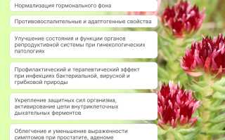 Лечебные свойства красной щетки для женщин — цена и польза