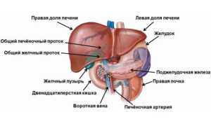 Причины появление и лечение кисты в печени
