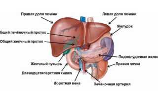 Причины появление и лечение кисты в печени