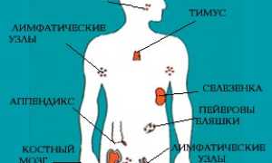 Лимфоидные элементы в желудке: непознанная загадка нашего организма