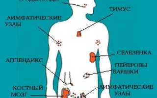 Лимфоидные элементы в желудке: непознанная загадка нашего организма