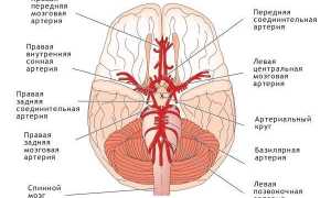 Особенности мозгового кровообращения