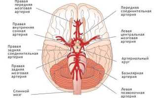 Особенности мозгового кровообращения