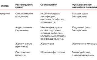 Роль гранулоцитов в крови взрослого человека