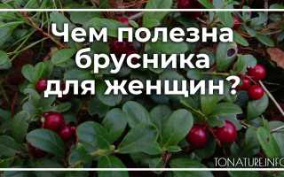 Брусника — секреты здоровья и молодости