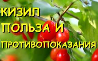 Кизил — Полезные Свойства и Польза Ягоды
