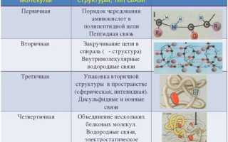 Различия между белковыми и липидными структурами
