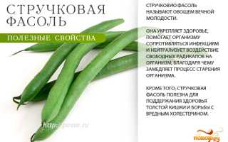 Польза зеленой фасоли для здоровья