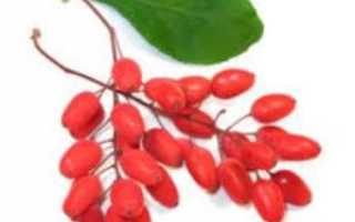 Цветы и плоды барбариса: полезные свойства и противопоказания