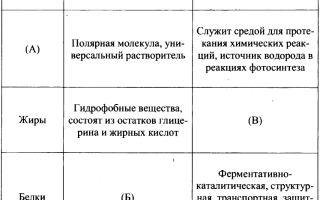 Липиды и белки — полимеры или нет?