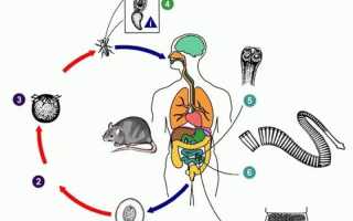 Гименолепидоз: что это и почему об этом стоит знать?