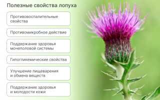 Полезные свойства лопуха для здоровья человека