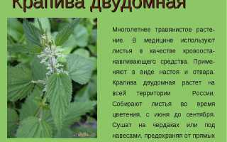 Крапива — секреты полезных свойств