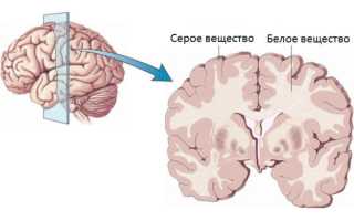 Что такое белое вещество головного мозга