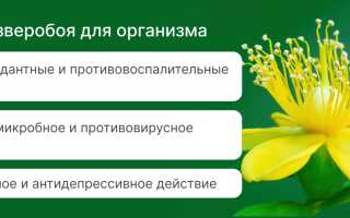 Удивительные свойства листьев зверобоя