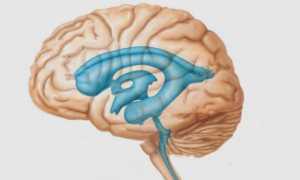 Желудочковая система головного мозга