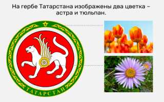 Татарский цветок — история и особенности растения татарин