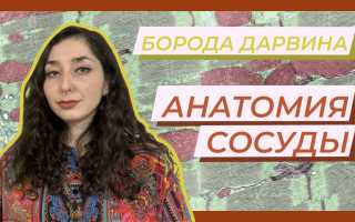Сколько сосудов у человека