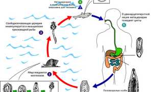 Что такое clonorchis sinensis и почему о нём стоит знать?