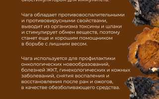Полезные свойства березового гриба чаги
