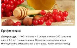 Калина красная — польза и опасности для женского здоровья