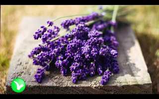 Лаванда — Полезные Свойства и Практическое Применение